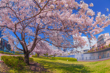 Fototapeta premium 満開の桜と横浜みなとみらいの街並み