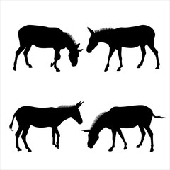 Set of silhouettes of four mules in black on a white background. Vector illustration of donkeys standing in different poses. Side view, in profile, full face. Image for eco banner, farm animals, zoo.