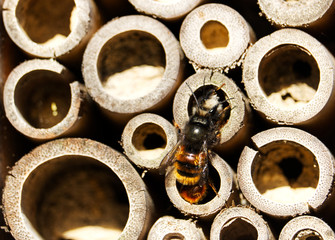 bee is feeding a larva