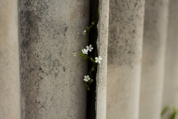Little flower growth between fence