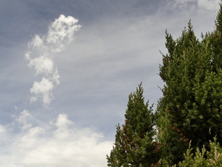 clouds and trees