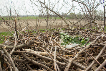 Common buzzard eggs in the nest, close up photo taken by climbing on the tree in natural habitat, Buteo buteo white greenish eggs with brown spots 