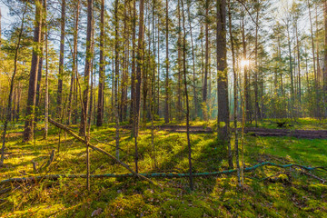 Fototapeta premium Sunrise in the forest. Beautiful landscape.