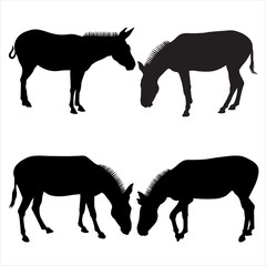 Vector illustration of donkeys standing in different poses. Set of silhouettes of four mules in black on a white background. Side view, in profile. Image for eco banner, farm animals, zoo.