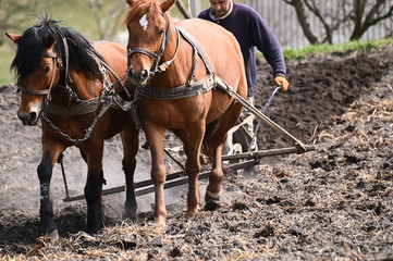 Man ploughing the field with horses