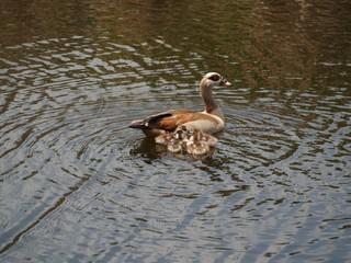 Egyptian goose mama and her babies