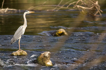 Grey heron (Ardea cinerea) a long-legged predatory wading bird of the heron family, Ardeidae, native in Europe and Asia, common waterbird