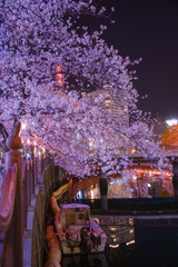 Fototapeta na wymiar 大岡川プロブナードの夜桜