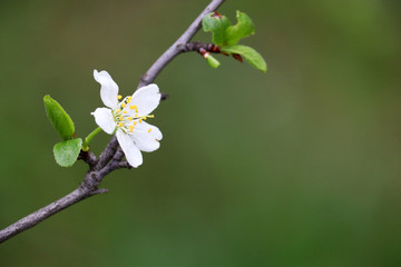 Plum blossom in spring on green natural background. White flowers on a branch in a garden after rain, soft colors