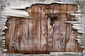 old wood background. cracked peeled plywood. worn boards. wood textured surface