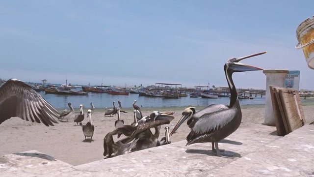 Pel&iacute;canos en la Bah&iacute;a de Paracas