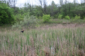Red Winged Blackbird Flying Over Pond Cattails