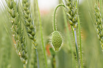 Green closed wild poppy bud growing in field of unripe wheat, closeup shallow depth of field soft photo