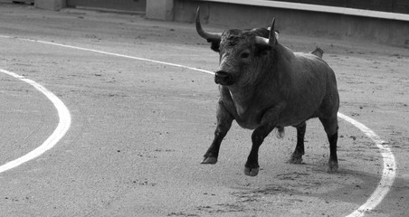 un imponente toro sale a la plaza a demostrar su bravura