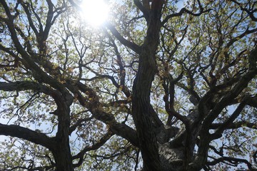 Looking Up Through Twisty Tree Branches