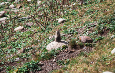 A gopher in the Elbrus national Park, a gopher sits and looks at you