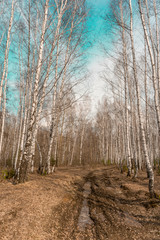country road through the birch forest photo