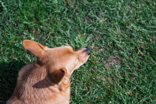 red dog on a foy of green grass, place for text