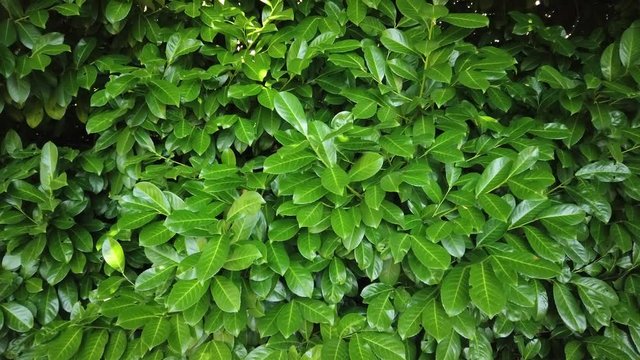 Bright moist exotic tropical greens in the botanical garden. Background with unusual plant foliage swaying. Natural texture with wet leaves.