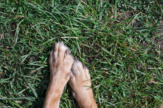 red dog on a foy of green grass, place for text