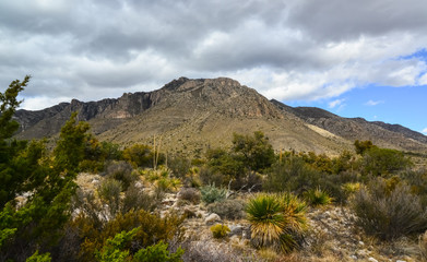 Dry tree, cacti and other desert plants on a cone-shaped landscape in Guadalupe National Park, New Mexico