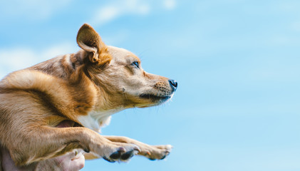 positive red dog without breed against the sky for advertising, place for text