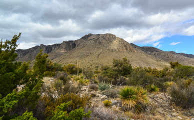 Dry tree, cacti and other desert plants on a cone-shaped landscape in Guadalupe National Park, New...