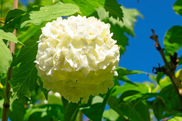 Abstract nature background with closeup of white Hydrangea Paniculata Limelight flowers in sunny day in garden, Netherlands