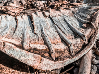 Sea turtle shell on the beach. Agua Verde. Baja California Sur. Mexico. Illegal fishing. Poaching in Mexico. Dead Turtle.