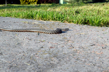 Ordinary already (lat. Natrix natrix) - non-poisonous snakes from the family odoriformes. A...