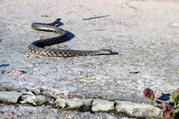 Ordinary already (lat. Natrix natrix) - non-poisonous snakes from the family odoriformes. A...