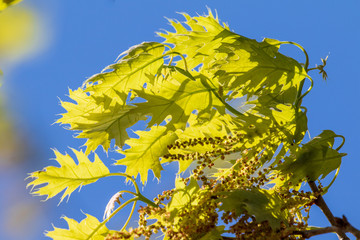 yellow leaves against blue sky