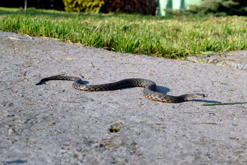 Ordinary already (lat. Natrix natrix) - non-poisonous snakes from the family odoriformes. A...