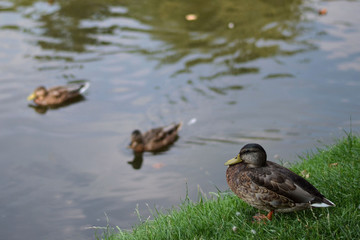 Fotografia trzech kaczek w parku