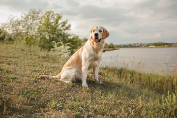 dog on the lake golden retriever