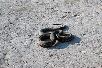Common already (lat. Natrix natrix) - non-poisonous snakes from the family of odorous. Beautiful twisted gray snake on a concrete surface.