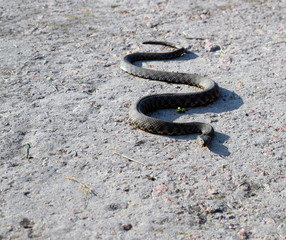 Ordinary already (lat. Natrix natrix) - non-poisonous snakes from the family odoriformes. A beautiful gray snake crawls on concrete.