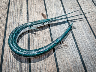 Needlefish on the boat deck. Blue fish. Beautiful Fish.