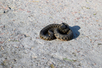 Common already (lat. Natrix natrix) - non-poisonous snakes from the family of odorous. Beautiful...