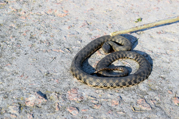 Common already (lat. Natrix natrix) - non-poisonous snakes from the family of odorous. Beautiful twisted gray snake on a concrete surface.