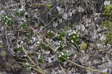 Closeup spring snowflake with blurred backgroung in spring forrest