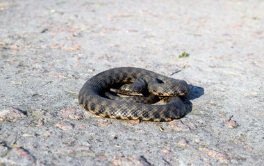 Common already (lat. Natrix natrix) - non-poisonous snakes from the family of odorous. Beautiful twisted gray snake on a concrete surface.