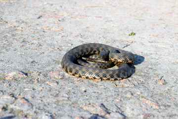 Common already (lat. Natrix natrix) - non-poisonous snakes from the family of odorous. Beautiful twisted gray snake on a concrete surface.