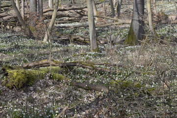 Closeup spring snowflake with blurred backgroung in spring forrest