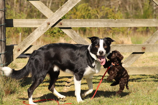 Border Collie and Cockapoo puppy playing by a gate