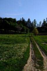 Fototapeta premium Feldweg