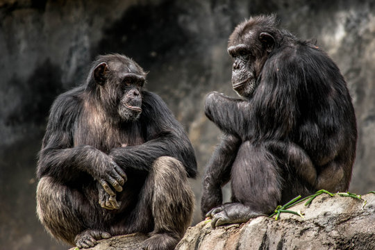 gorilla sitting on rock