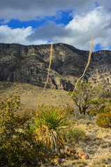 Agave, yucca, cacti and desert plants in a mountain valley landscape in New Mexico,