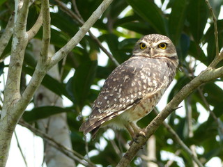 Burrowing owl (Athene cunicularia)  	Strigidae family. Amazon, Brazil