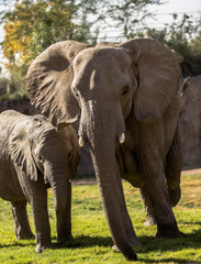 An Adult African elephant and its offspring